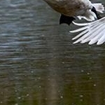 _O4A9819 Aquarissage de cygnes